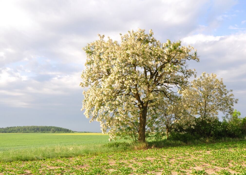 Answer: Tree #23